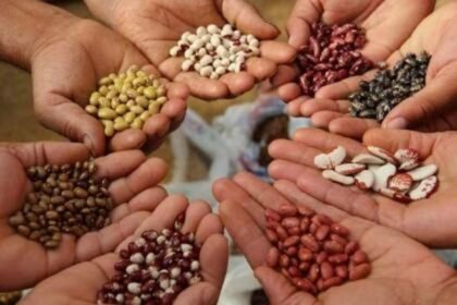 Pakistani scientists test space-exposed seeds to improve crop varieties
