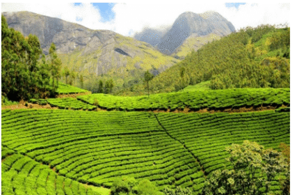 268,000 hectares in northern Pakistan suitable for commercial tea cultivation