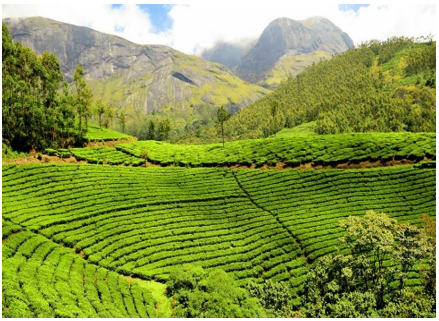 268,000 hectares in northern Pakistan suitable for commercial tea cultivation