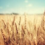 Wheat and flour supplies face shortages in Balochistan after government wheat stocks run out and procurement from PASSCO is delayed.
