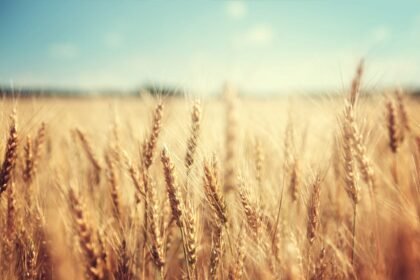 3,000 new wheat lines enter field trials in Pakistan