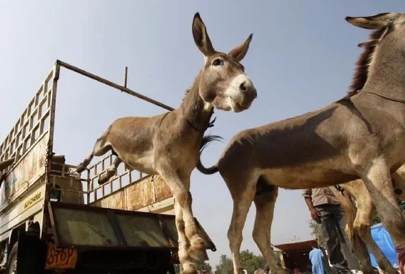 Pakistan Starts Exporting Donkey Meat to China From Gwadar Free Zone