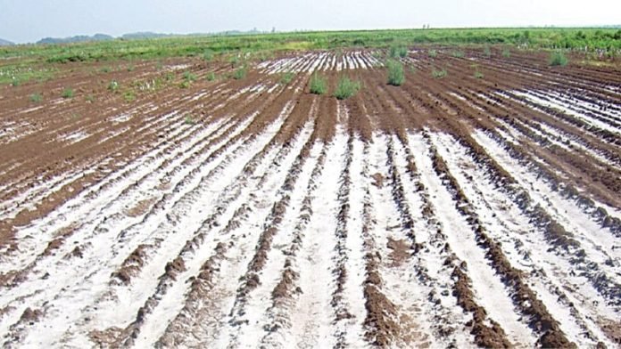 Bio-saline farming project reclaims 460 acres of salt-affected land in Sindh
