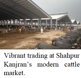 What’s Green Corporate Livestock Initiative – What it Brings for Pakistan?