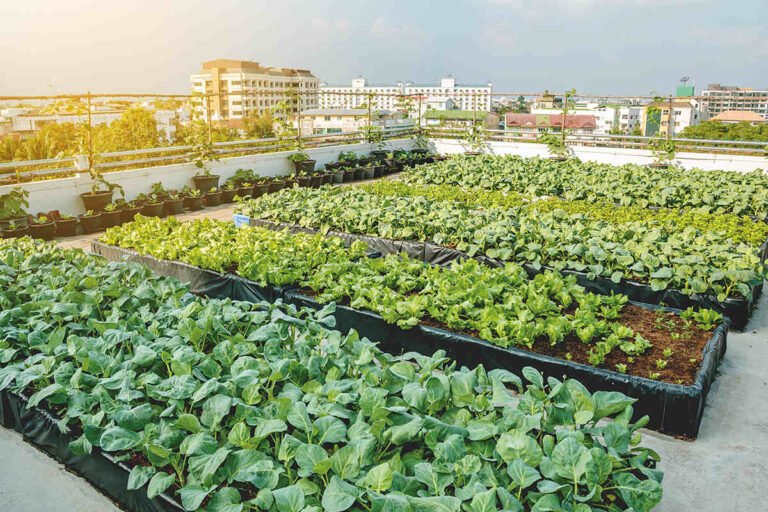 Punjab agriculture minister vows to empower farmers through modern farming initiatives
