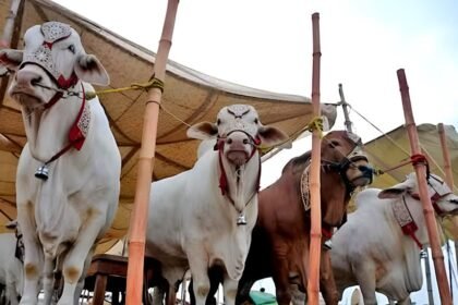 Three more model cattle markets being set up in Punjab