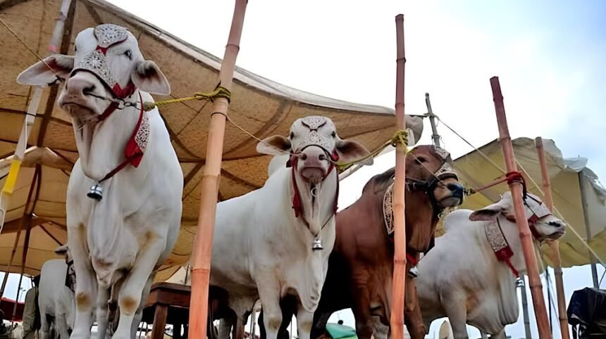 Three more model cattle markets being set up in Punjab