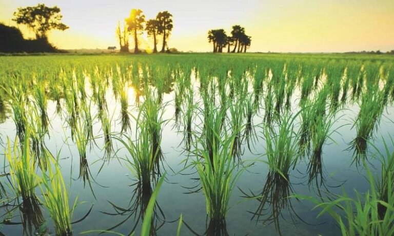 China-Pakistan hybrid rice technology field trials in Punjab showing high-yield Honglian rice varieties under joint research.