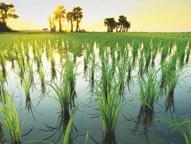 China and Pakistan Test New Hybrid Rice Technology in Punjab, Showing Bigger Harvests China-Pakistan hybrid rice technology field trials in Punjab showing high-yield Honglian rice varieties under joint research.