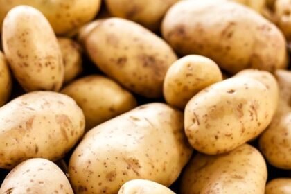 Potato processing offers new growth avenue for Punjab growers