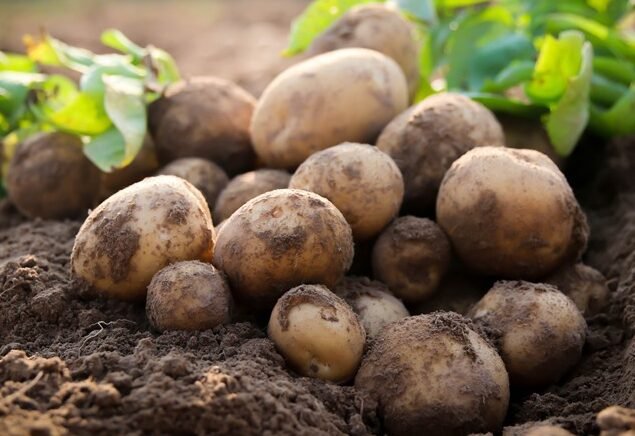Punjab expects bumper potato harvest as CM Maryam Nawaz announces export plan