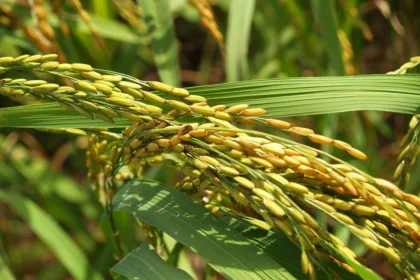 Pakistan intensifies rice export drive in GCC, Africa markets