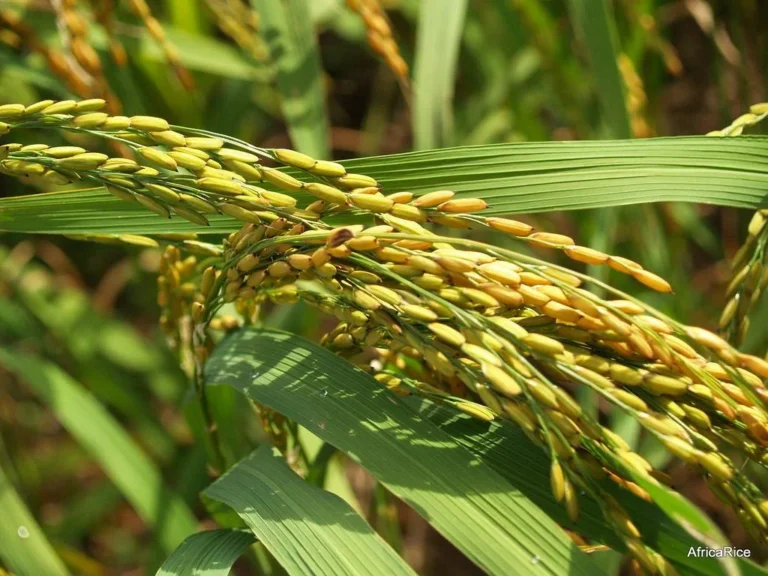 Pakistan intensifies rice export drive in GCC, Africa markets