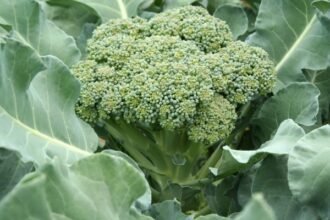 Farmers in Punjab turn to broccoli cultivation as demand rises