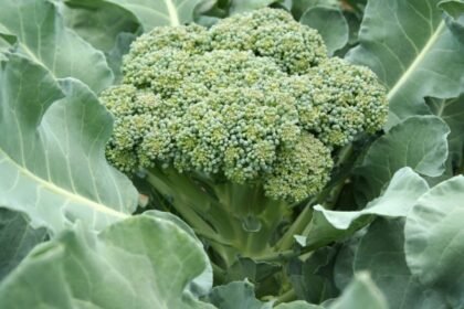 Farmers in Punjab turn to broccoli cultivation as demand rises