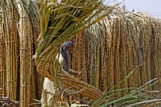 Fresh cultivation starts as sugar mills crush 70% of current cane crop