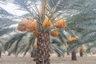 Govt plans advanced dates processing plant in Khairpur