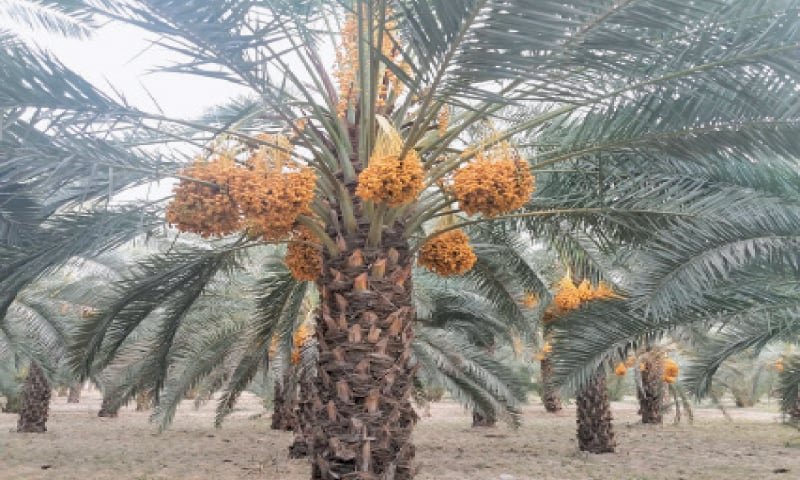 Govt plans advanced dates processing plant in Khairpur