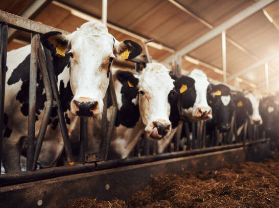 China, Pakistan sign livestock and agri-tech deals under CPEC 2.0