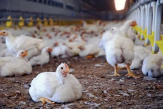 Punjab mulls interest-free loans for commercial poultry industry