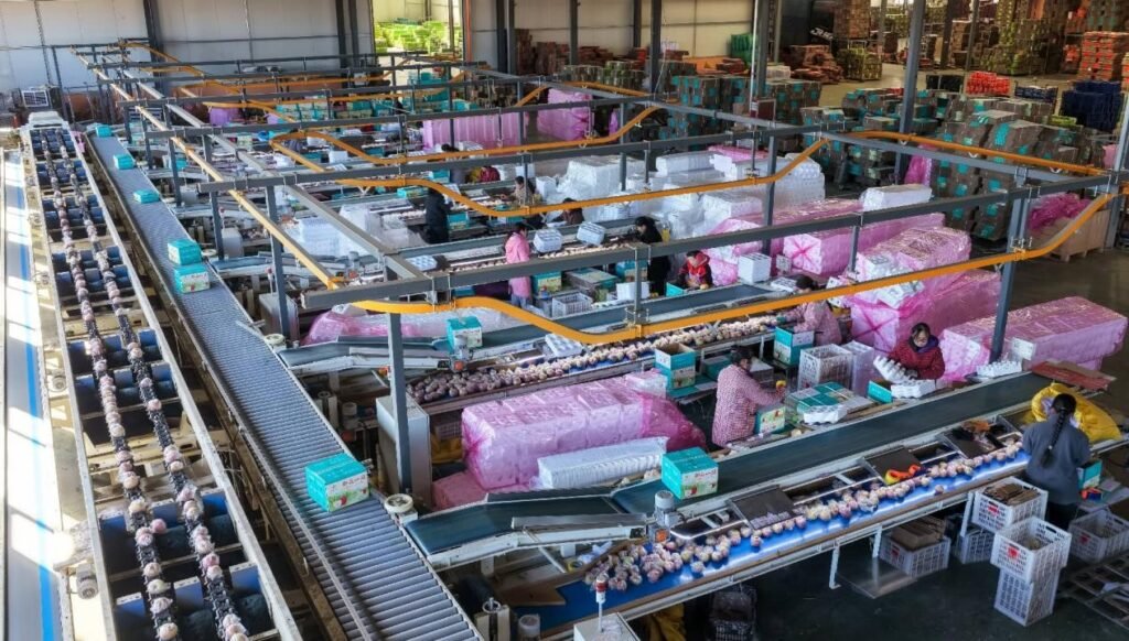 China maintains position as world's top apple producer and consumer