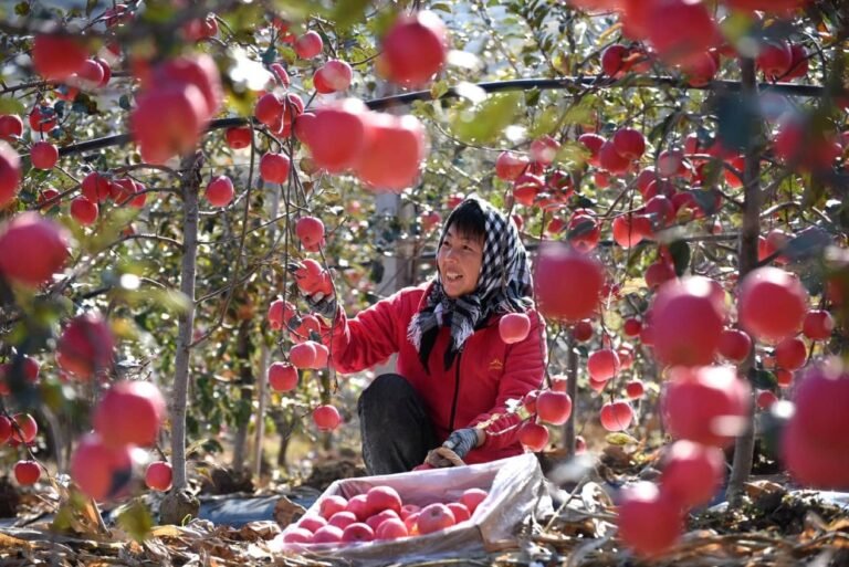 China maintains position as world's top apple producer and consumer China maintains position as world's top apple producer and consumer