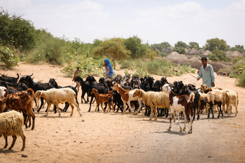 Rs1.28bn project targets livestock, arid farming and rural livelihoods in Thar Rs1.28bn Thar project focused on livestock and arid agriculture development in Pakistan