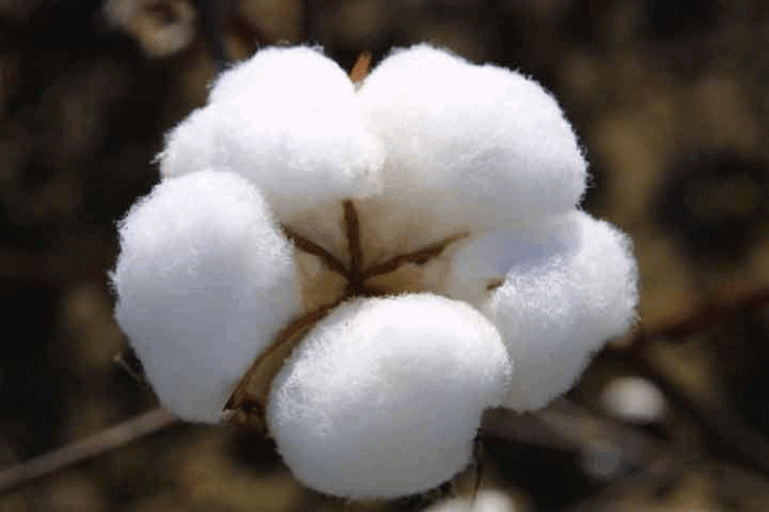 PSC offers six certified cotton varieties as 0.7m acres early sowing target set