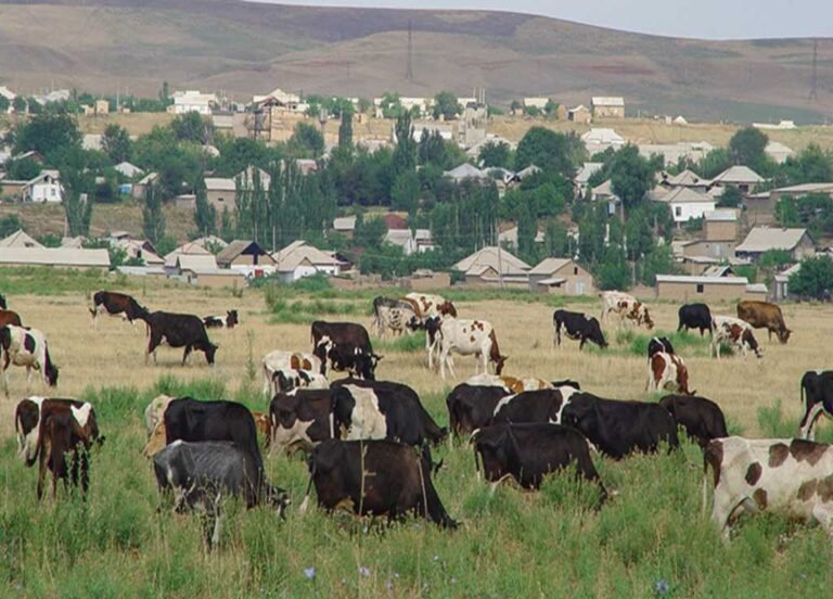 Livestock fibre project planned to promote rural industrialisation in GB and AJK.