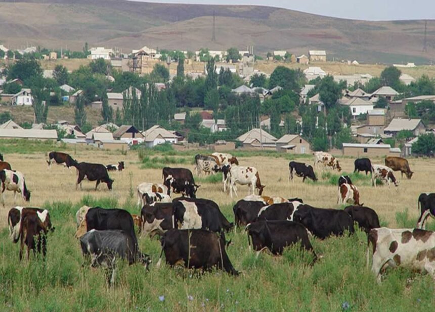 Rs 300m livestock fibre project planned to drive rural industrialisation in GB, AJK