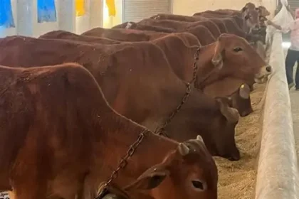 Punjab launches initiative to promote indigenous livestock breeds