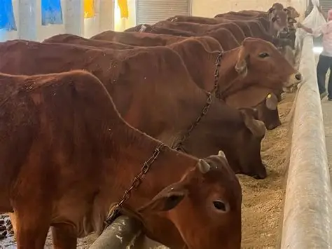 Punjab launches initiative to promote indigenous livestock breeds