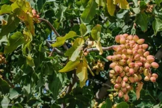 Trial cultivation of pistachio begins in Punjab