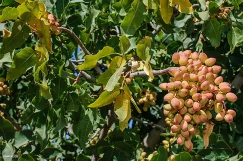 Trial cultivation of pistachio begins in Punjab