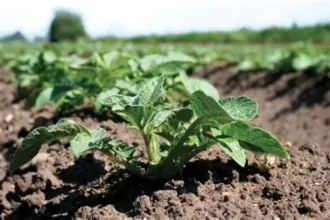 Rs4.6 billion project proposed to modernize seed potato sector