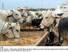 Rs1.28b project planned to boost livestock, arid agriculture in Thar