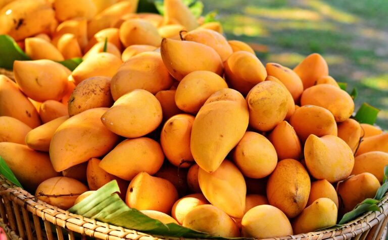 Pakistan Mango Exports Reach 42,343 Tonnes as Iran Leads Key Markets Pakistan mango exports reached 42,343 tonnes as Iran, the UAE, Oman and the United Kingdom led major overseas markets.