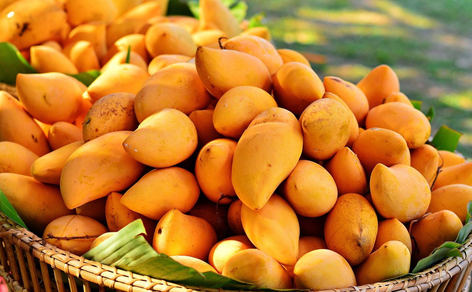 Mango production in South Punjab faces risk amid Indus Waters Treaty concerns