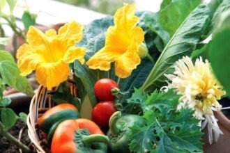 Punjab distributes seed kits for eight vegetables to promote kitchen gardening