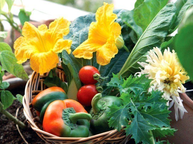 Punjab distributes seed kits for eight vegetables to promote kitchen gardening