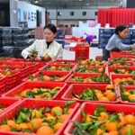 Small fruit, big reach: China's citrus goes global