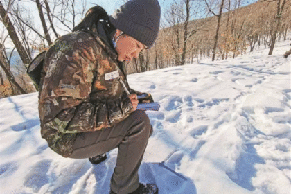 Female rangers brave snowy forests to protect tigers, leopards