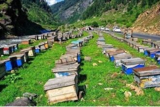 Pakistan’s honey exports reach $15m annually