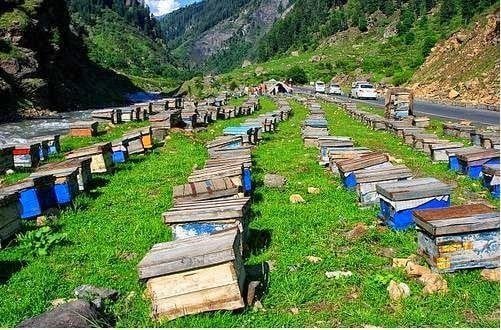 Pakistan’s honey exports reach $15m annually