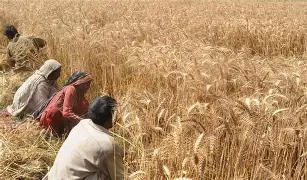 Pakistan expands research to develop high-yield hybrid wheat