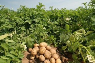 Pakistan’s potato cultivation area expands 160% over a decade