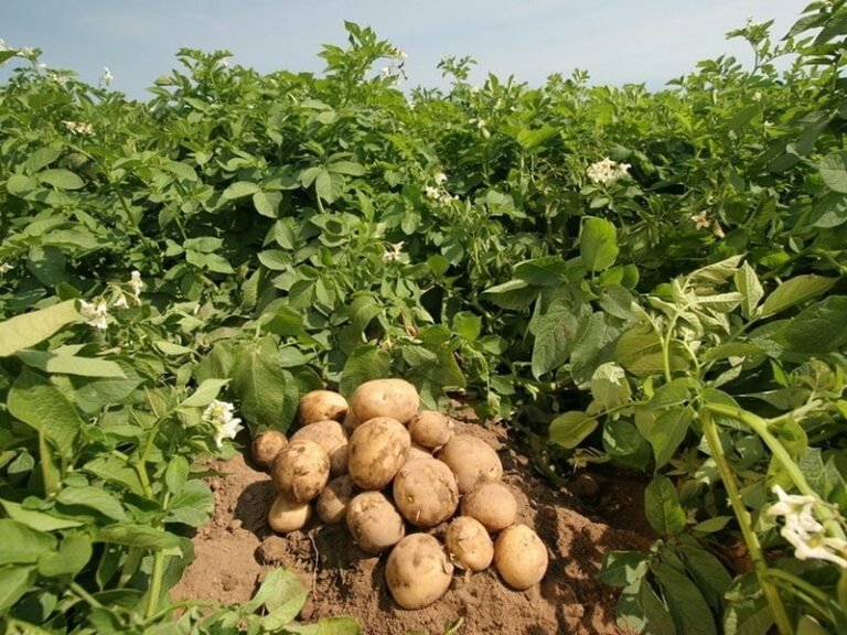 Pakistan’s potato cultivation area expands 160% over a decade