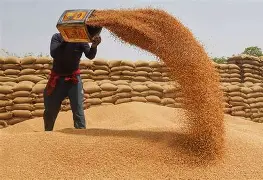 Punjab launches fully digital wheat procurement system to stabilise prices, empower farmers