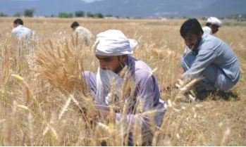 Punjab fixes new wheat price per maund to Protect Farmers