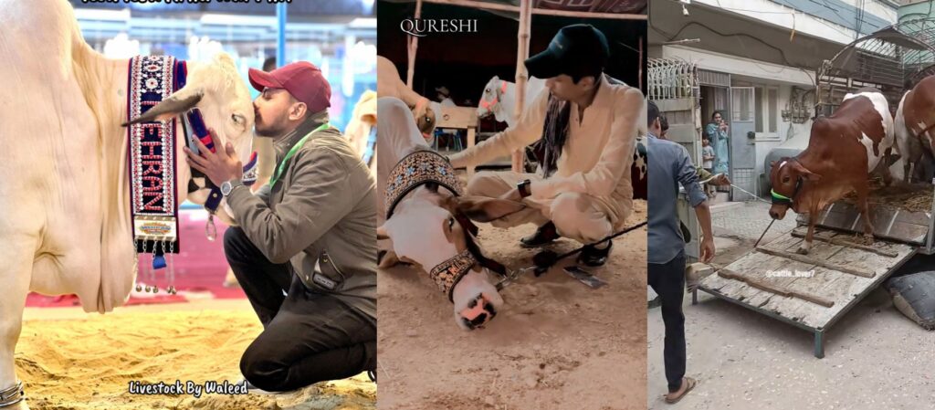 Eid-ul-Azha Goes Viral: How Pakistani Creators Bring Mandi Culture Online Eid-ul-Azha Goes Viral: How Pakistani Creators Bring Mandi Culture Online